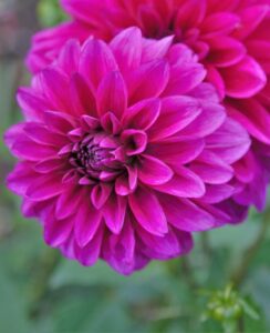 Dahlia Cartouche