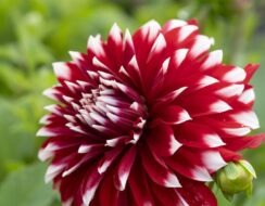 Dahlia Davos