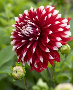 Dahlia Davos