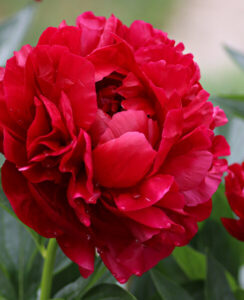 Paeonia – Peony Henry Bockstoce
