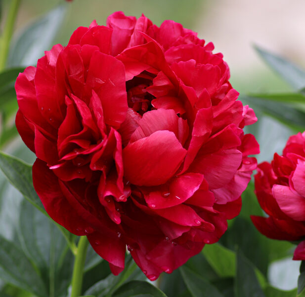 Paeonia Henry Bockstoce