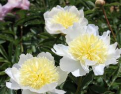 Paeonia – Peony Honey Gold