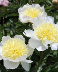 Paeonia – Peony Honey Gold