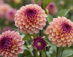 Dahlia Palmares