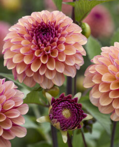 Dahlia Palmares