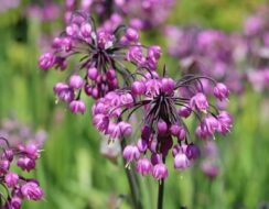 Allium Cernuum