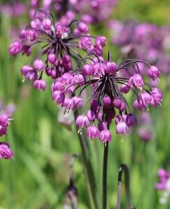 Allium Cernuum