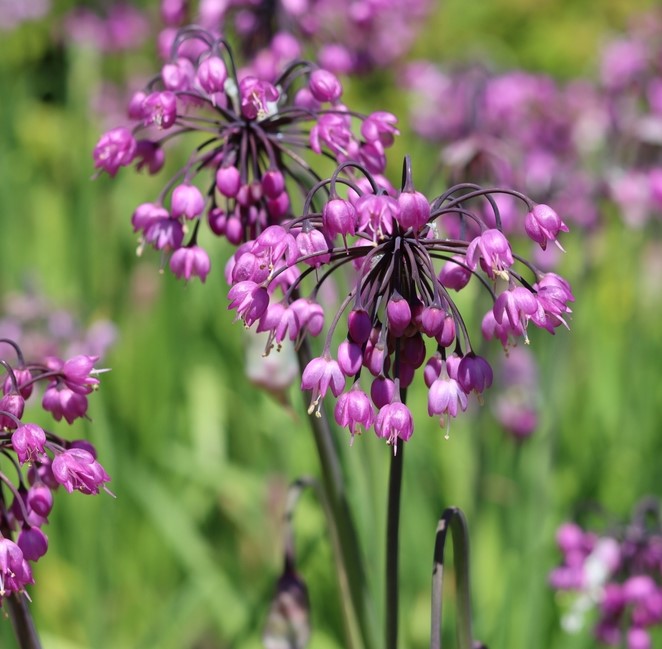Allium Cernuum