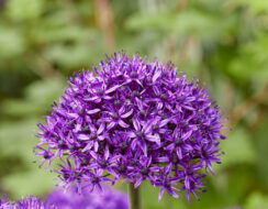 Allium Chicago