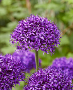 Allium Chicago
