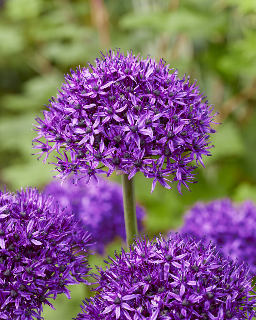 Allium Chicago