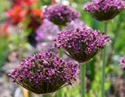 Allium Miami