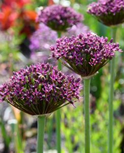 Allium Miami
