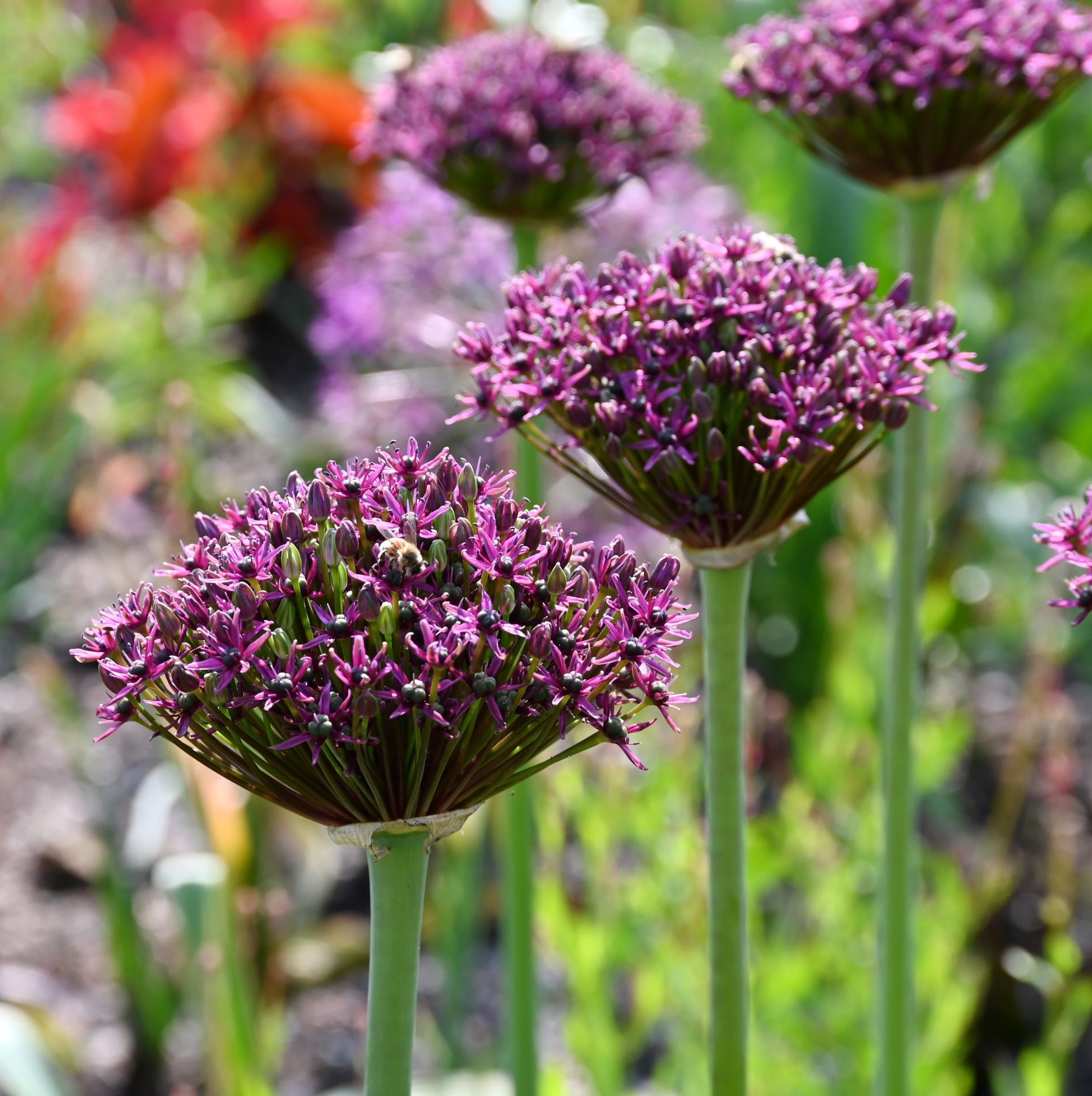 Allium Miami