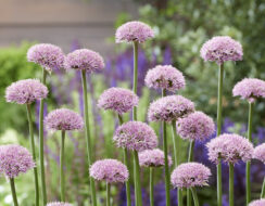 Allium New York