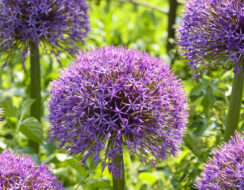 Allium Universe