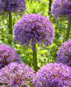 Allium Universe