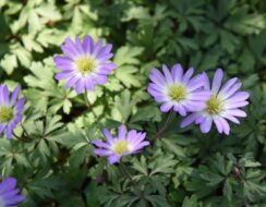 Anemone Blanda Violet Star