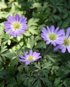 Anemone Blanda Violet Star