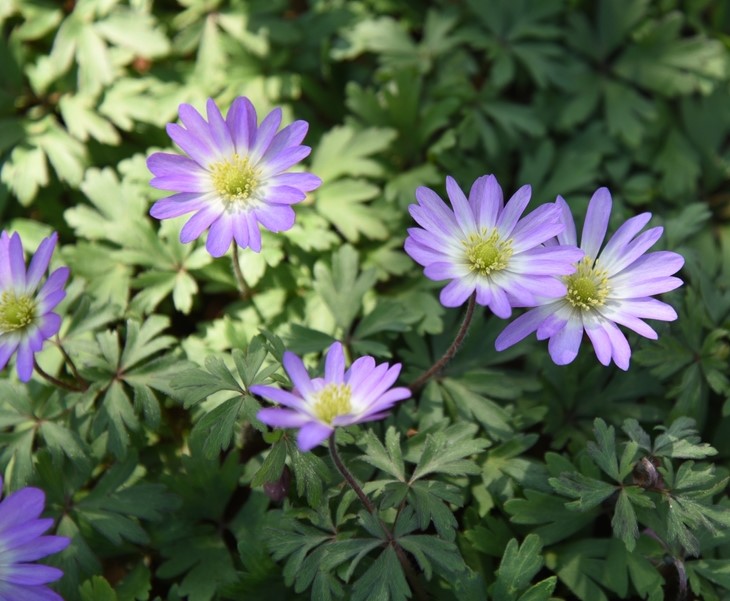 Anemone Blanda Violet Star