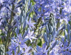 Camassia Blue Candle