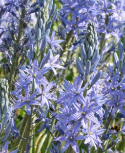 Camassia Blue Candle
