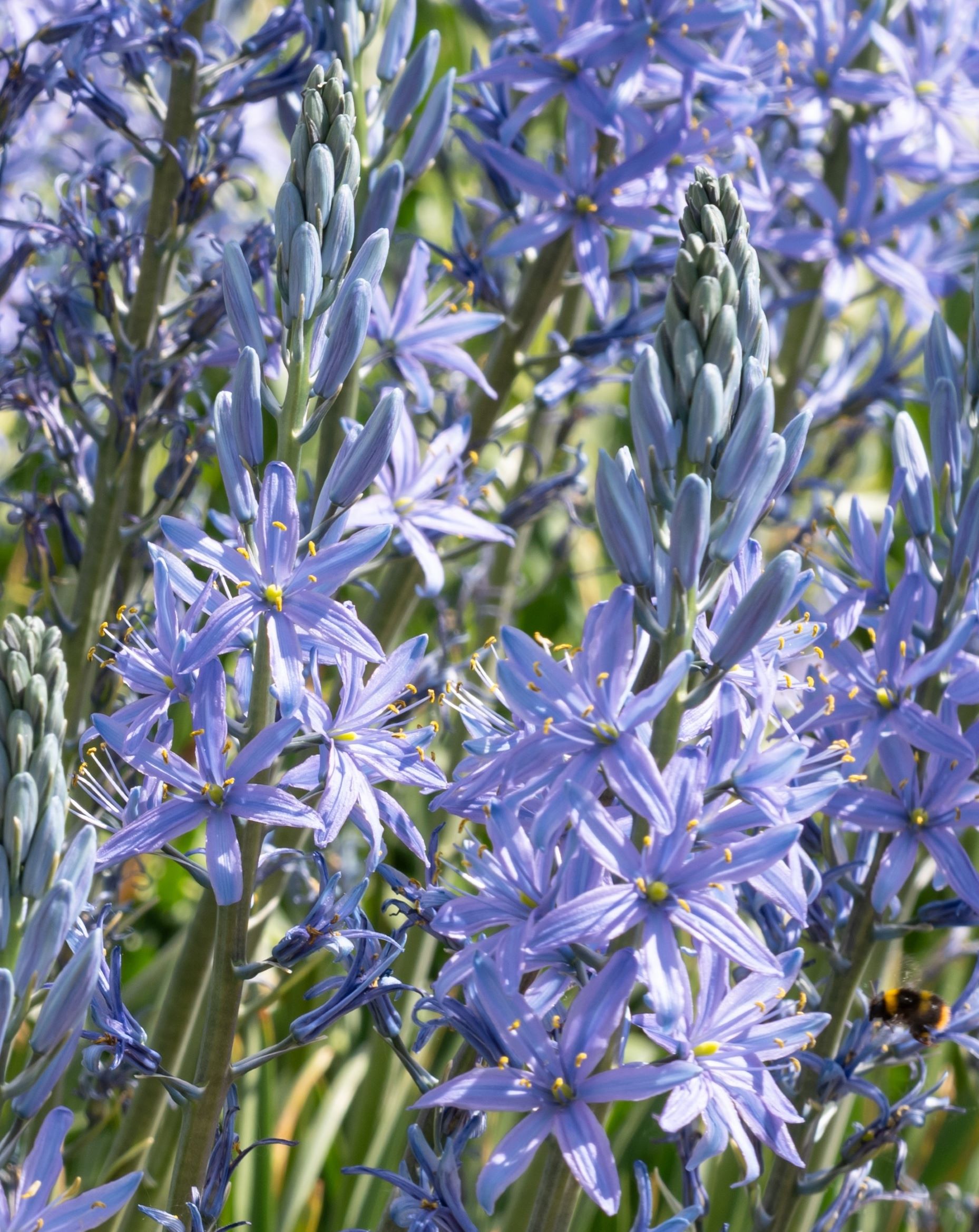 Camassia Blue Candle