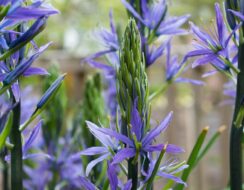 Camassia Leichtlinii Maybelle