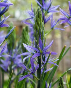 Camassia Leichtlinii Maybelle