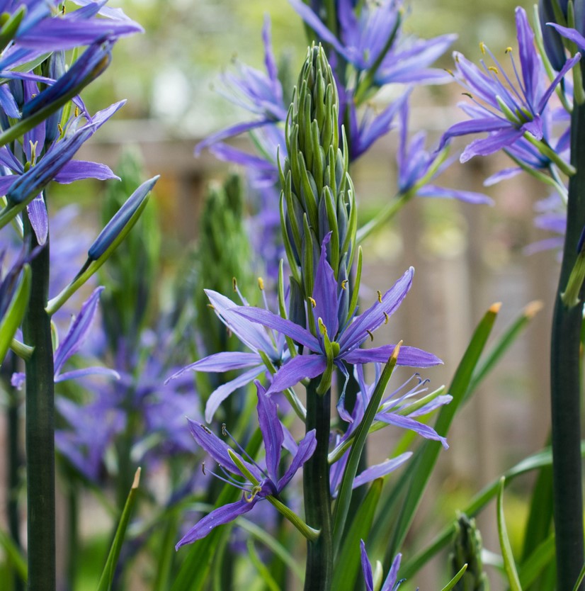 Camassia Leichtlinii Maybelle