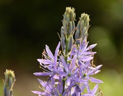 Camassia Leichtlinii Aurora