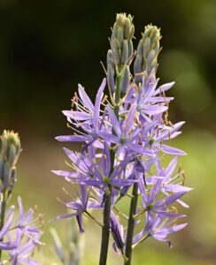 Camassia Leichtlinii Aurora