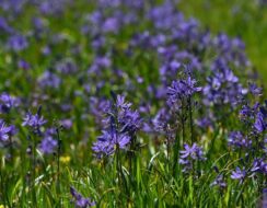 Camassia Quamash Orion