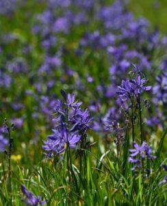 Camassia Quamash Orion