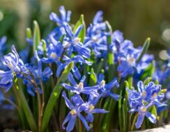 Chionodoxa Sardensis