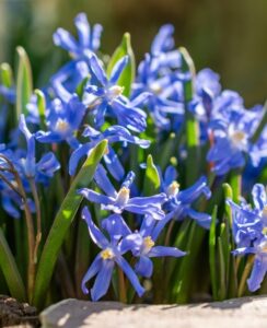 Chionodoxa Sardensis