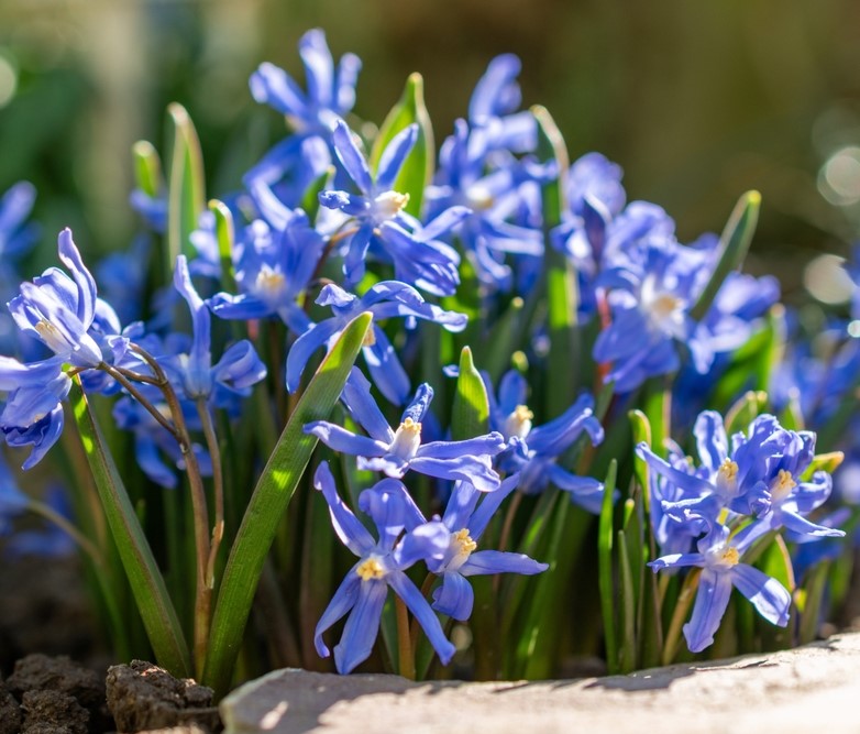 Chionodoxa Sardensis