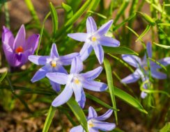 Chionodoxa Violet Beauty