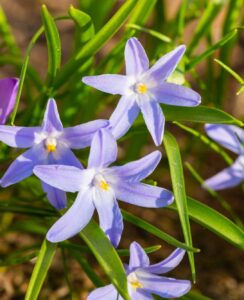 Chionodoxa Violet Beauty