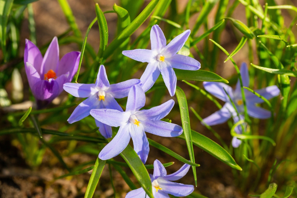 Chionodoxa Violet Beauty