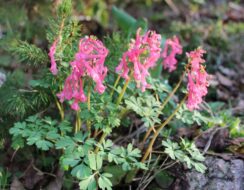 Corydalis Solida Beth Evans
