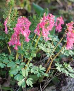 Corydalis Solida Beth Evans