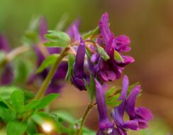 Corydalis Solida ‘Purple Bird’