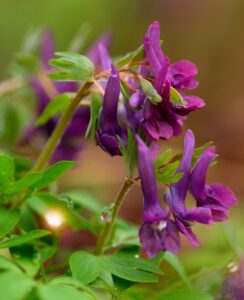 Corydalis Solida Purple Bird