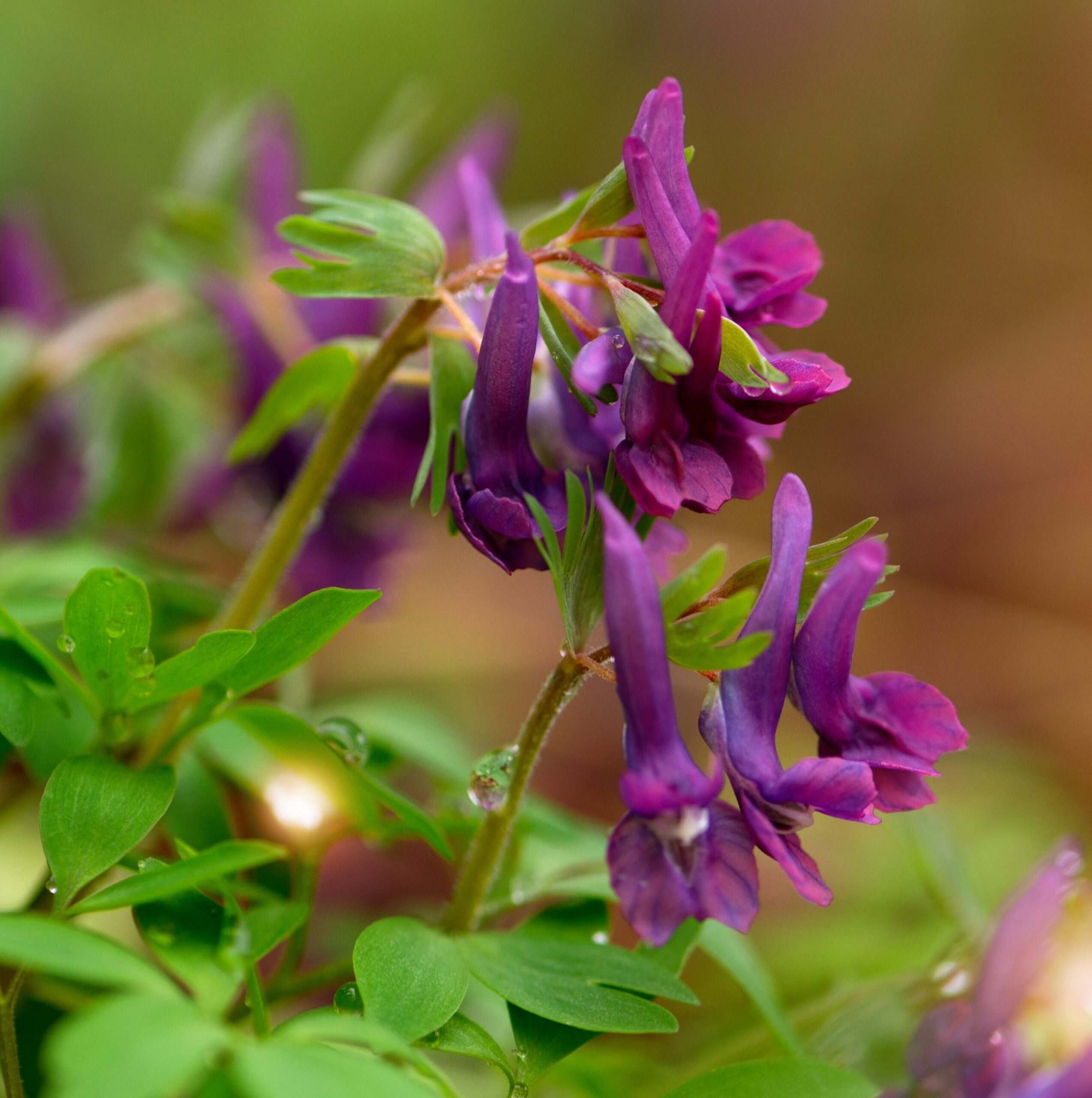 Corydalis Solida Purple Bird
