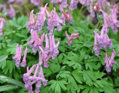 Corydalis Solida