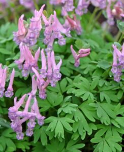 Corydalis Solida