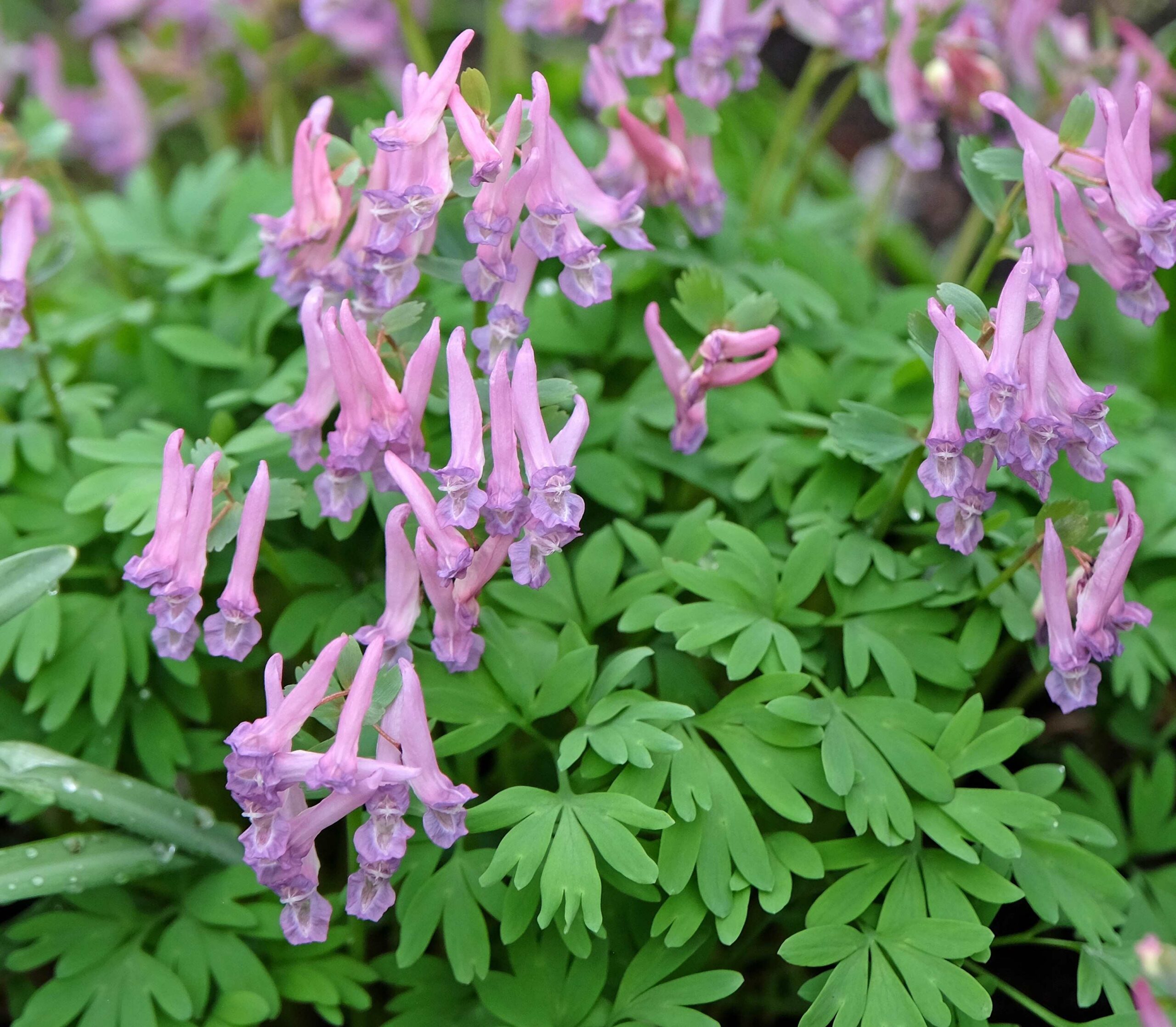 Corydalis Solida
