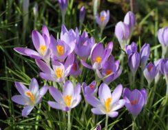 Crocus Tommasinianus