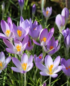 Crocus Tommasinianus